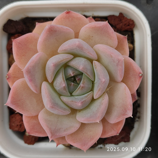 HG023 Echeveria Malgan Hyb(7cm pot size)
