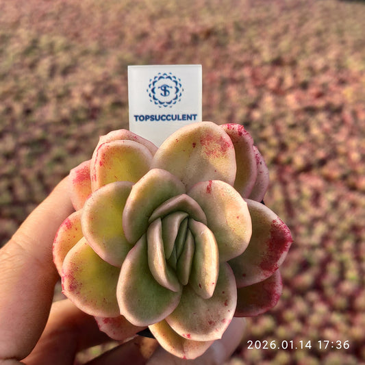 6855 Echeveria Ice Rose (5.5cm pot size)