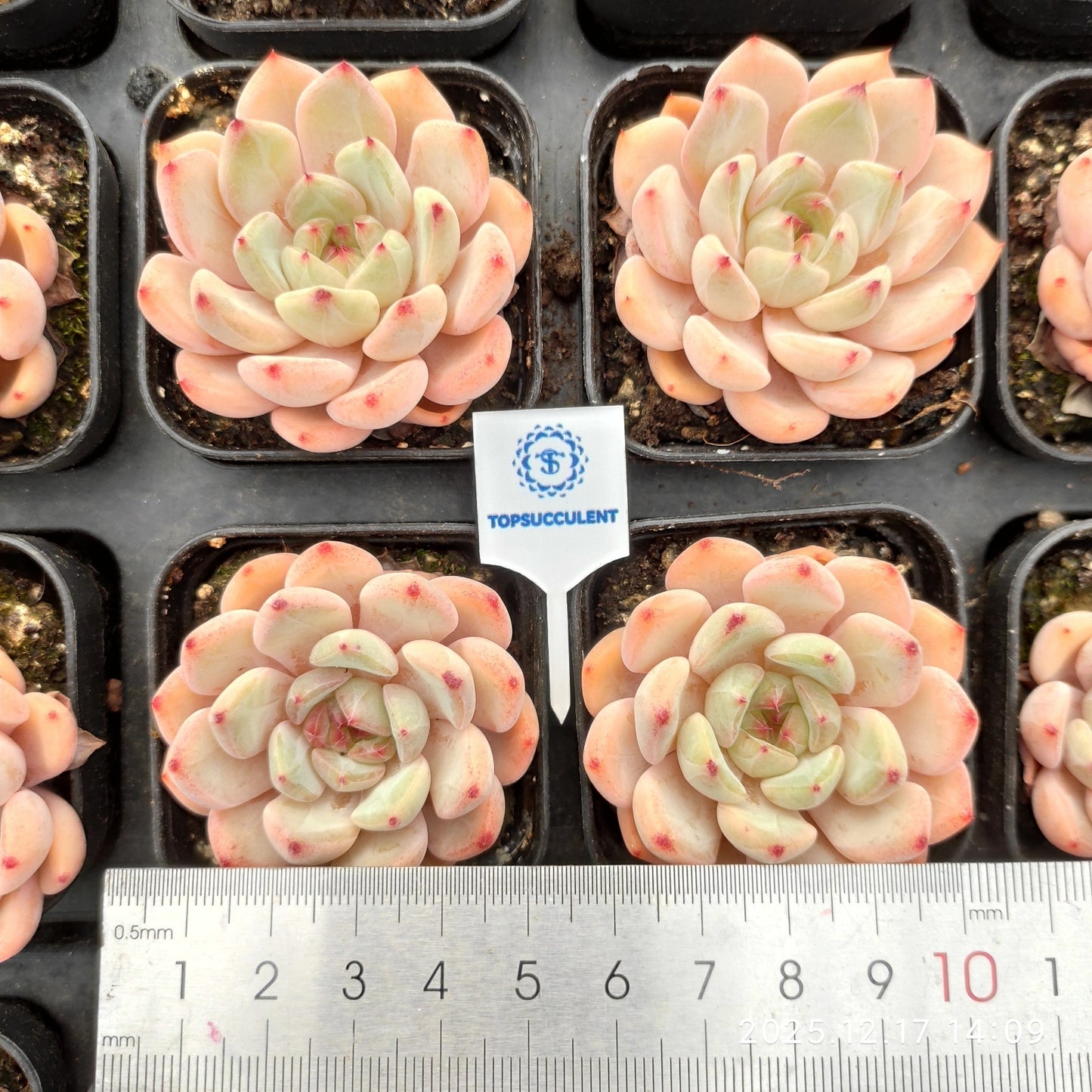 23774 Echeveria White Minima Hyb (5.5cm pot size)