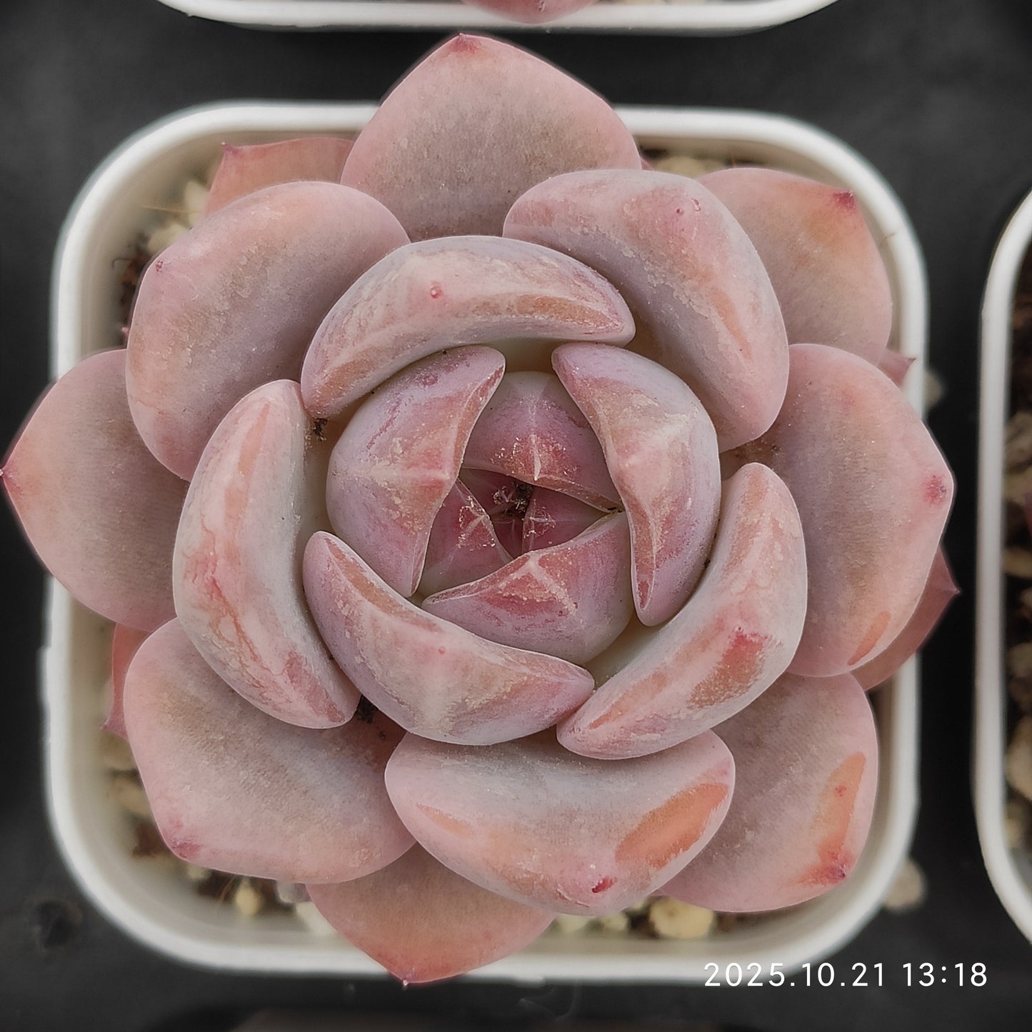 21896 Echeveria Orange Monroe Hyb (5.5cm pot size)