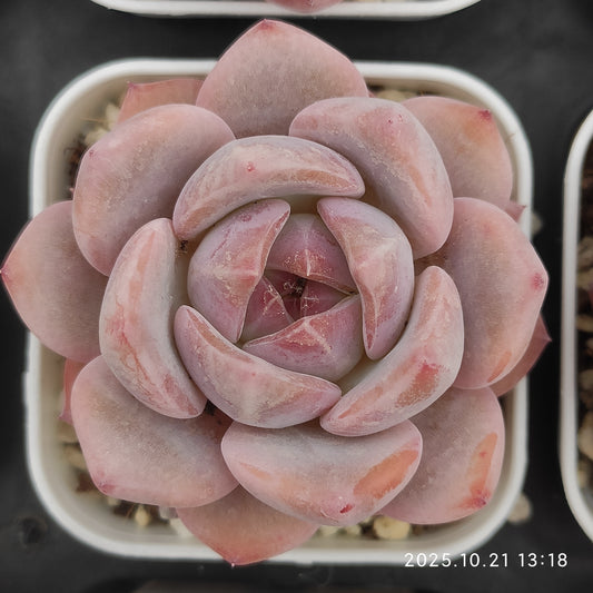 21896 Echeveria Orange Monroe Hyb (5.5cm pot size)