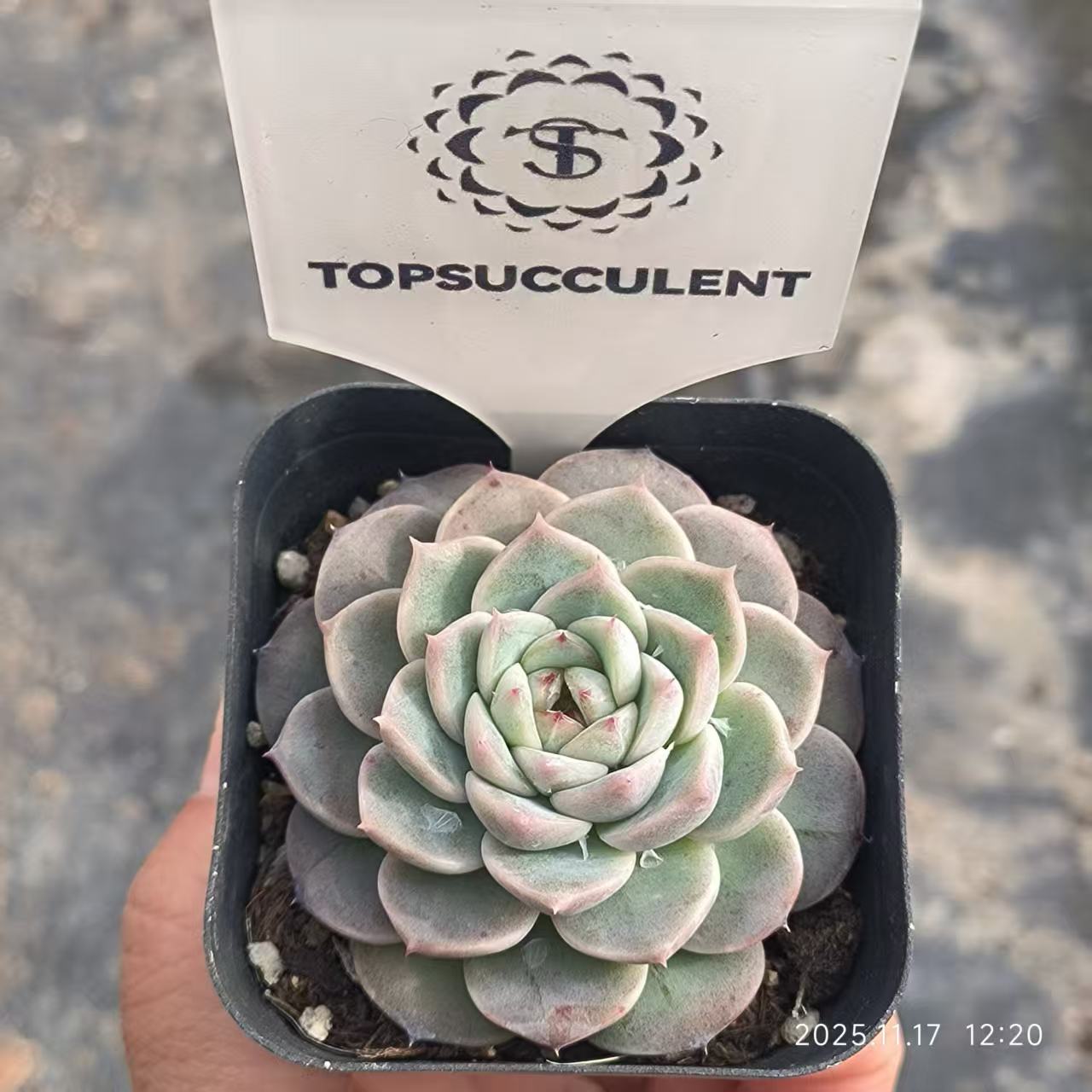 T0499 Echeveria Red Velvet (6.5cm pot size)