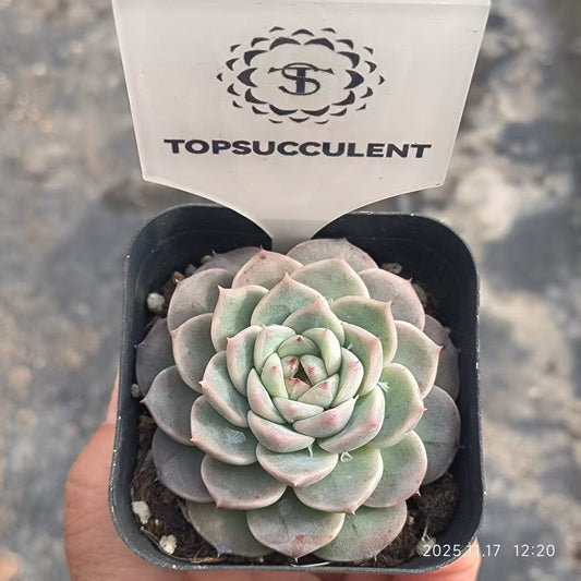 T0499 Echeveria Red Velvet (6.5cm pot size)