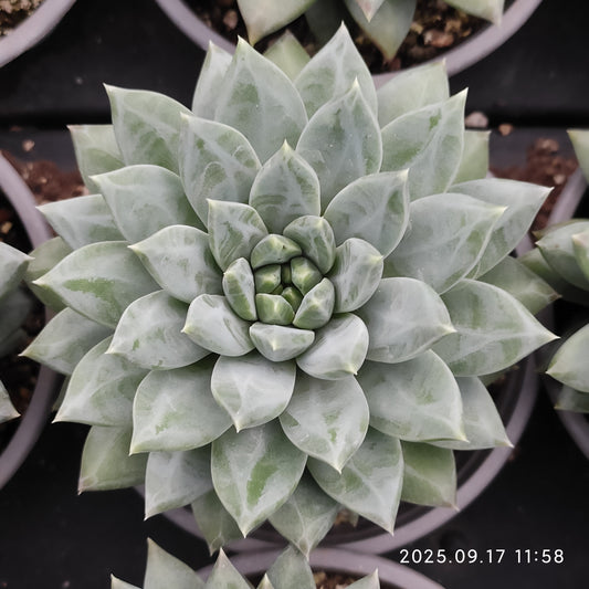17546 Echeveria Dark Monster (9cm pot size)