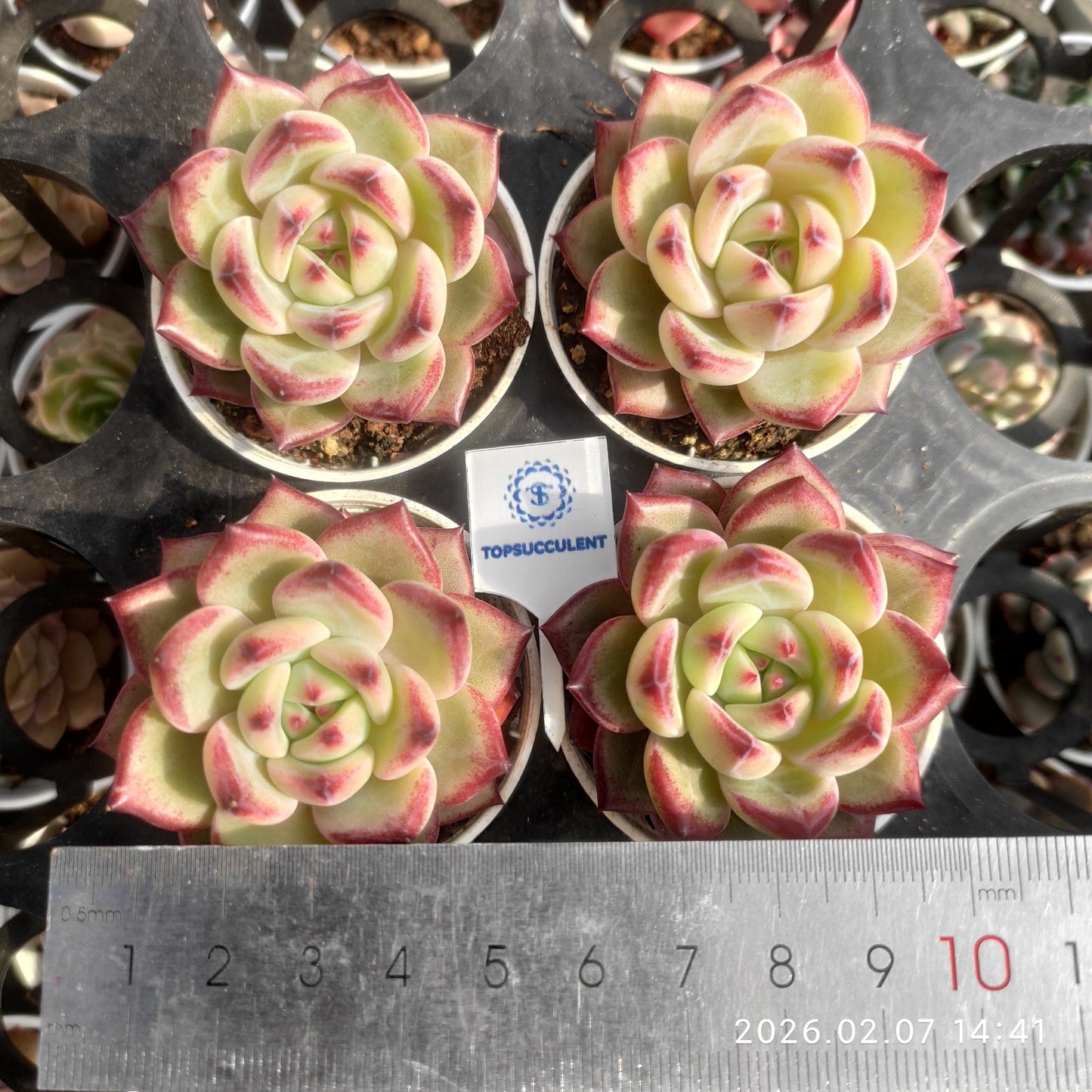 25590 Echeveria Dazzling Star (5.5cm pot size)