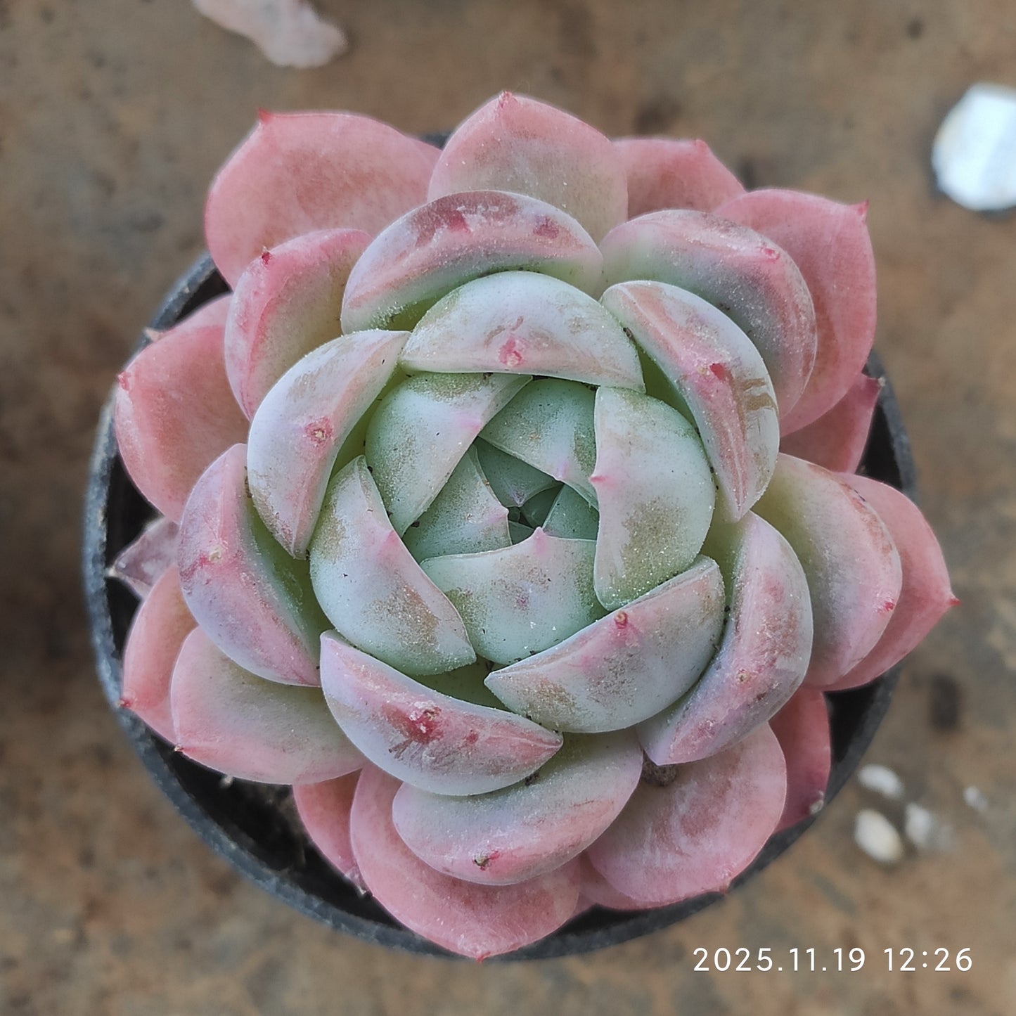 22700 Echeveria Sicily Hyb (5.5cm pot size)