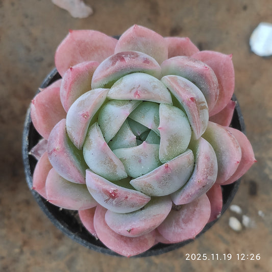 22700 Echeveria Sicily Hyb (5.5cm pot size)