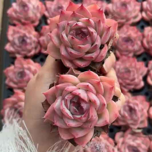 25306 Echeveria Silhouette (5cm pot size)