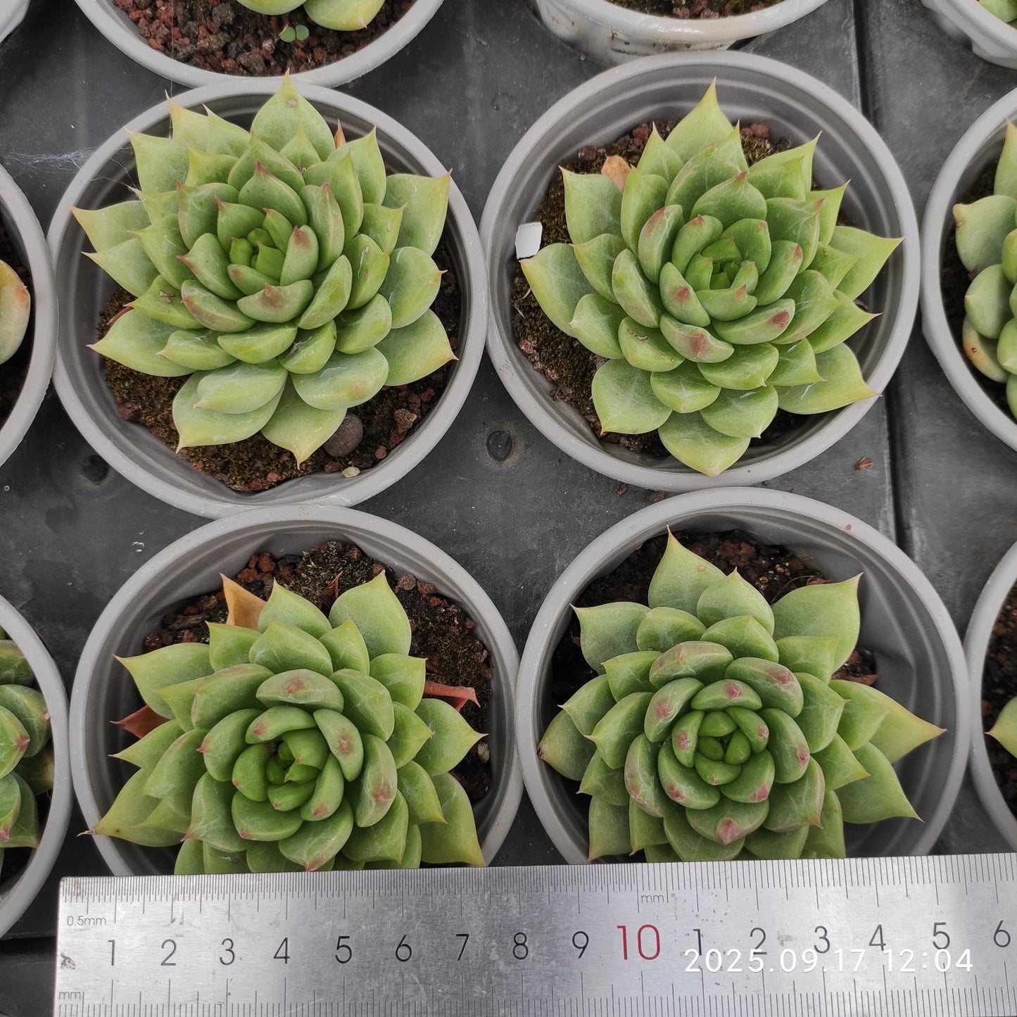 NGN698 Echeveria Snow Mountain Jenny(9cm pot size)