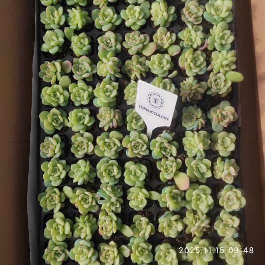 23971 Echeveria AK Maria (3cm pot size)