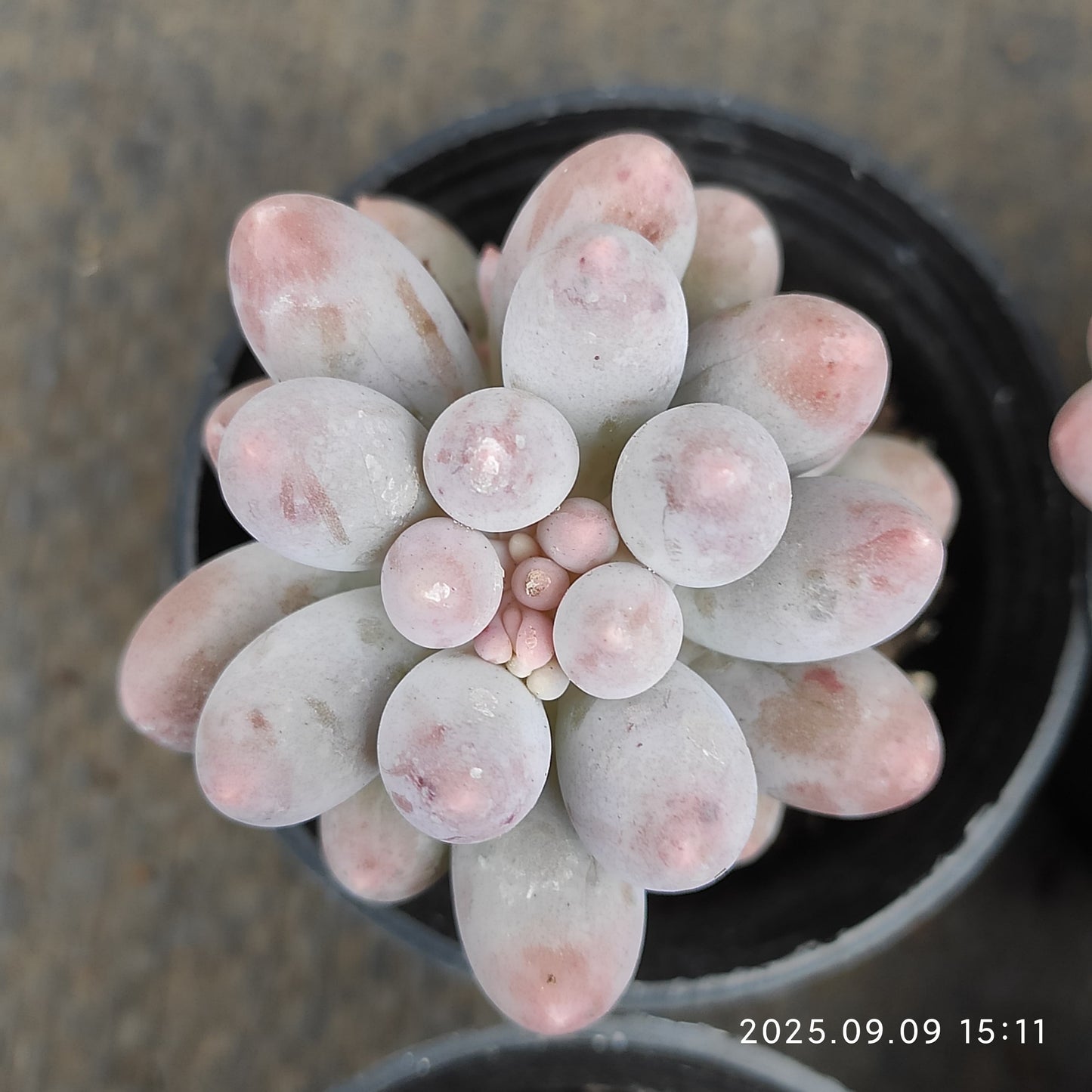 19253 Echeveria Baby Finger (5.5cm pot size)