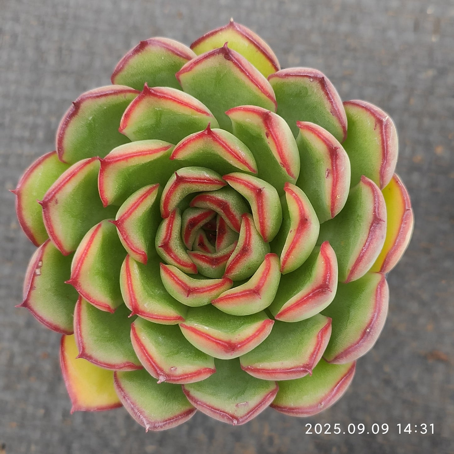 MMT007 Echeveria Firefly(5.5cm pot size)