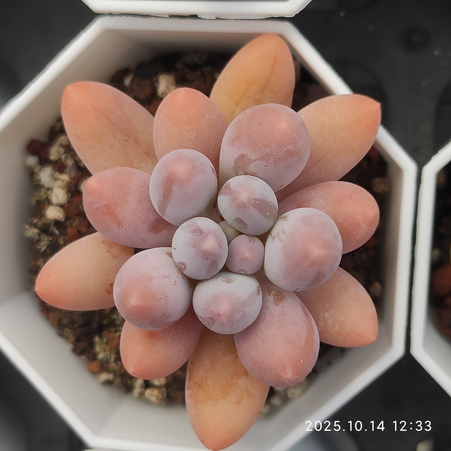 14278 Echeveria Orange Snow Ball (7cm pot size)