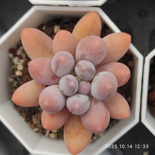14278 Echeveria Orange Snow Ball (7cm pot size)