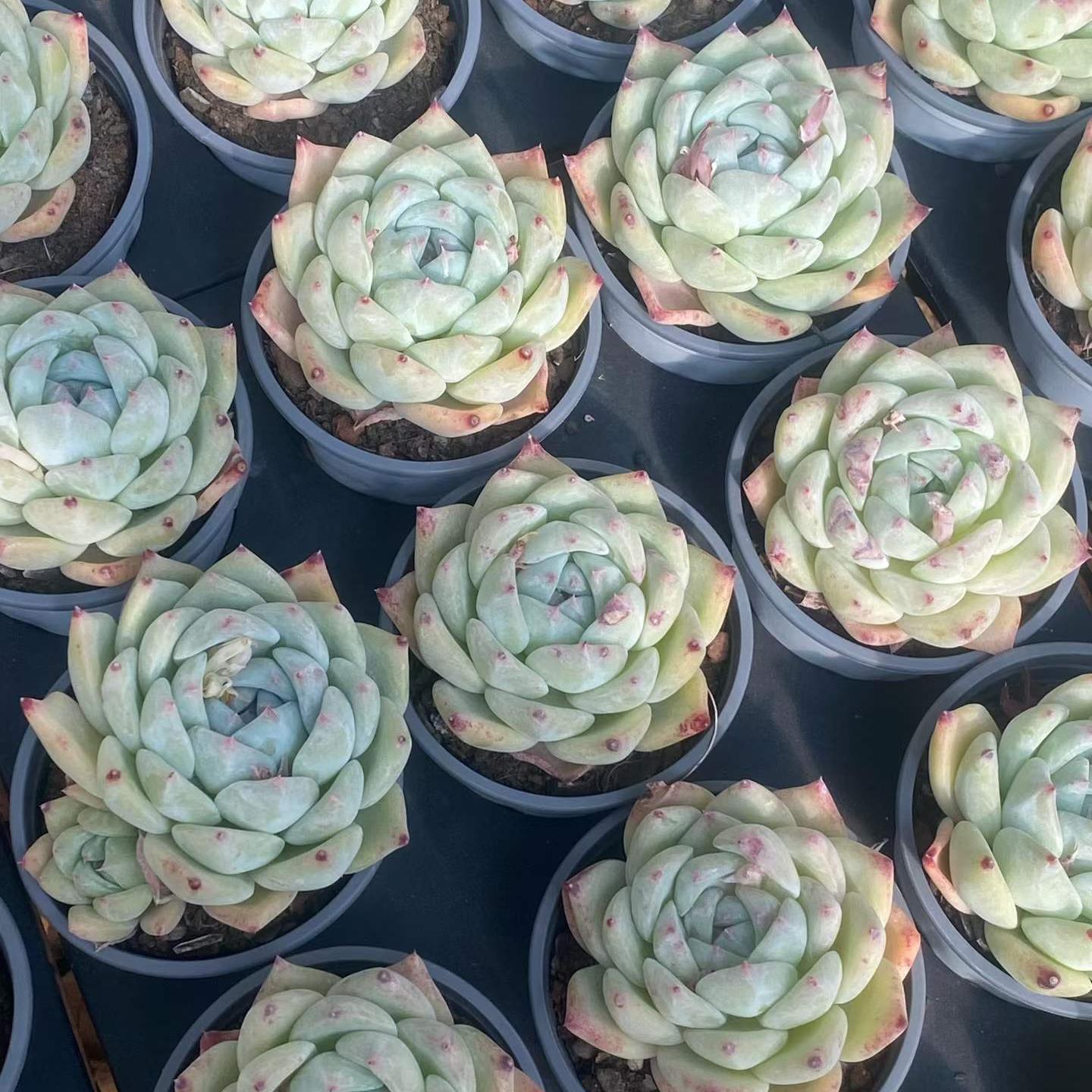 25399 Echeveria White Ratam (9cm pot size)