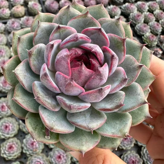 QNY194 Echeveria Dark Rhyme(7cm pot size)