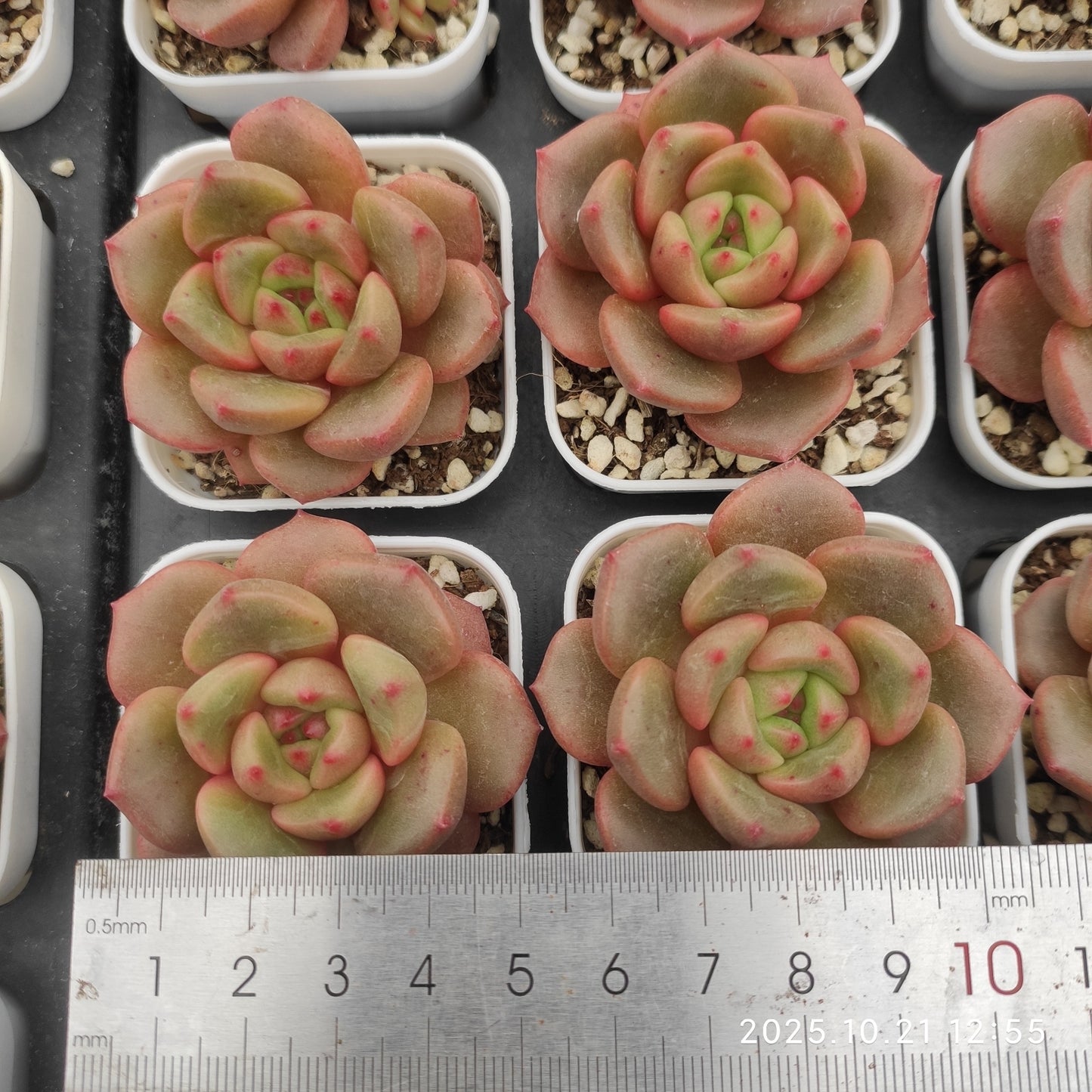 5852 Echeveria Bud (5.5cm pot size)