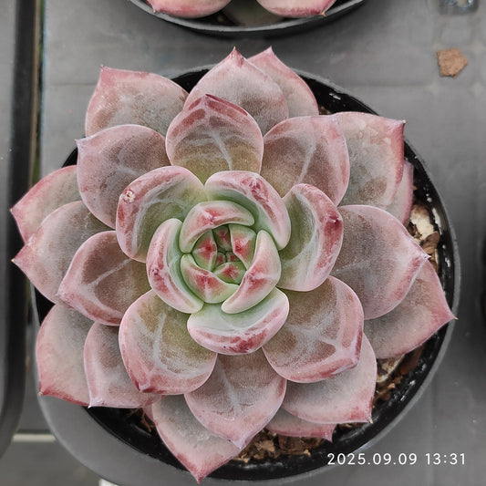 MMT840 Echeveria Dare Devil(9cm pot size)
