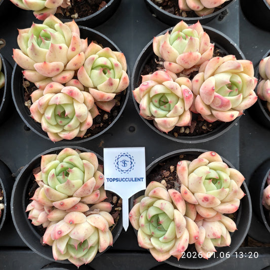 24364 Echeveria Chidori (9cm pot size)