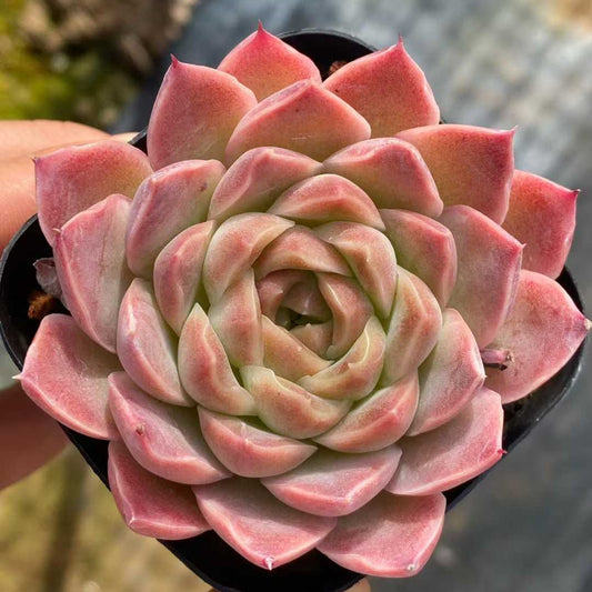 25742 Echeveria Fantasy Nebula (6.5cm pot size)