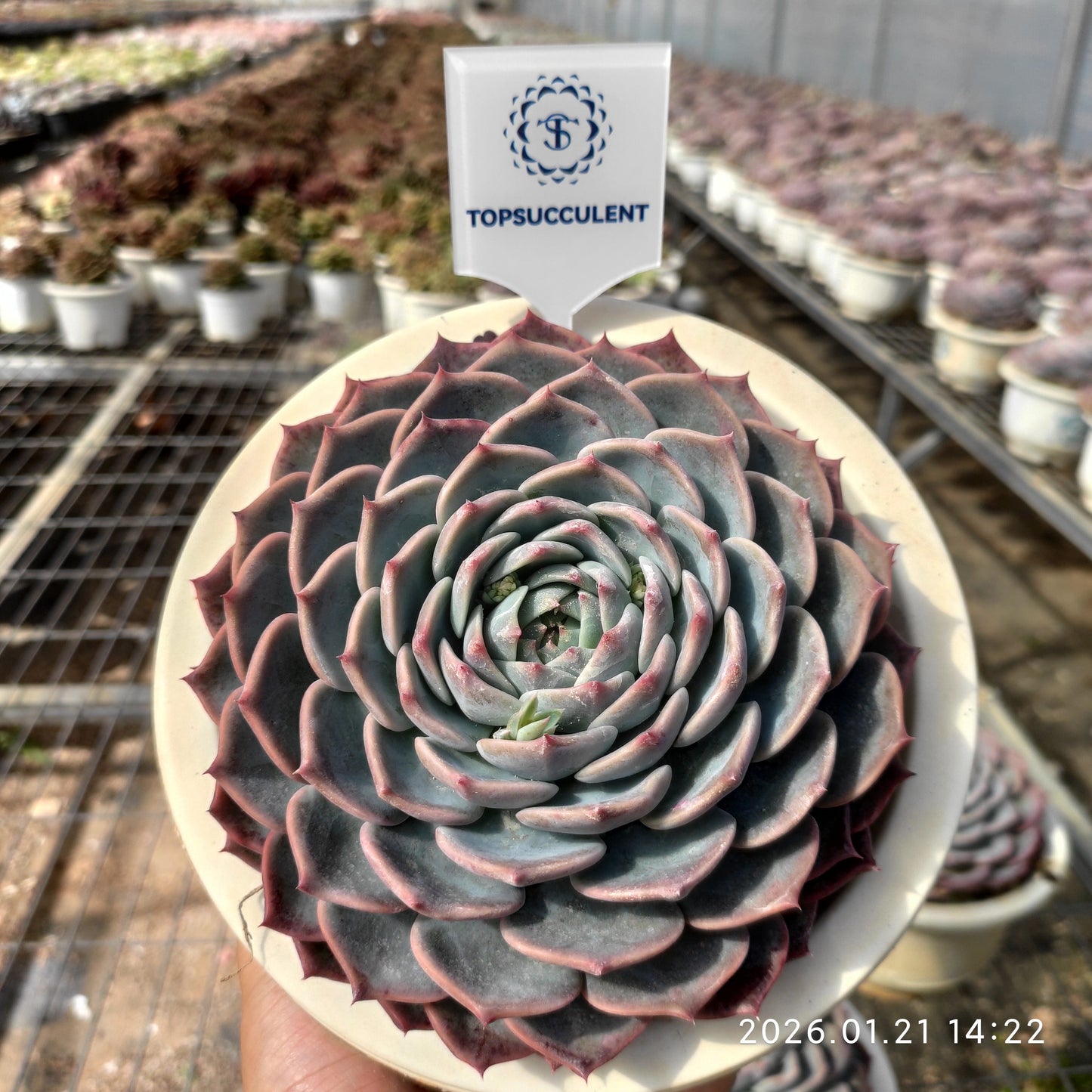 19303 Echeveria Pirate (16cm pot size)