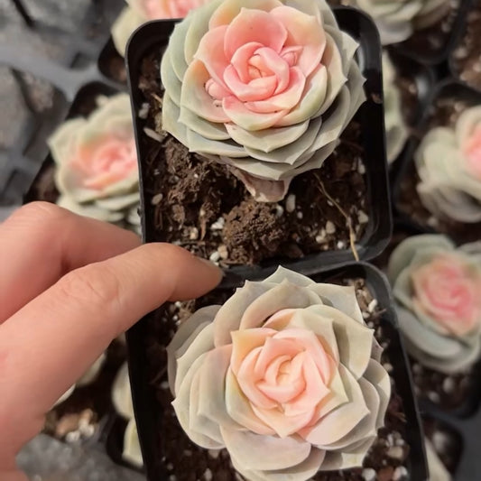 25767 Echeveria Lovely Rose (7cm pot size)