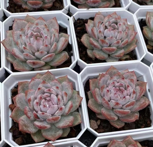 BL1106 Echeveria Star Monroe