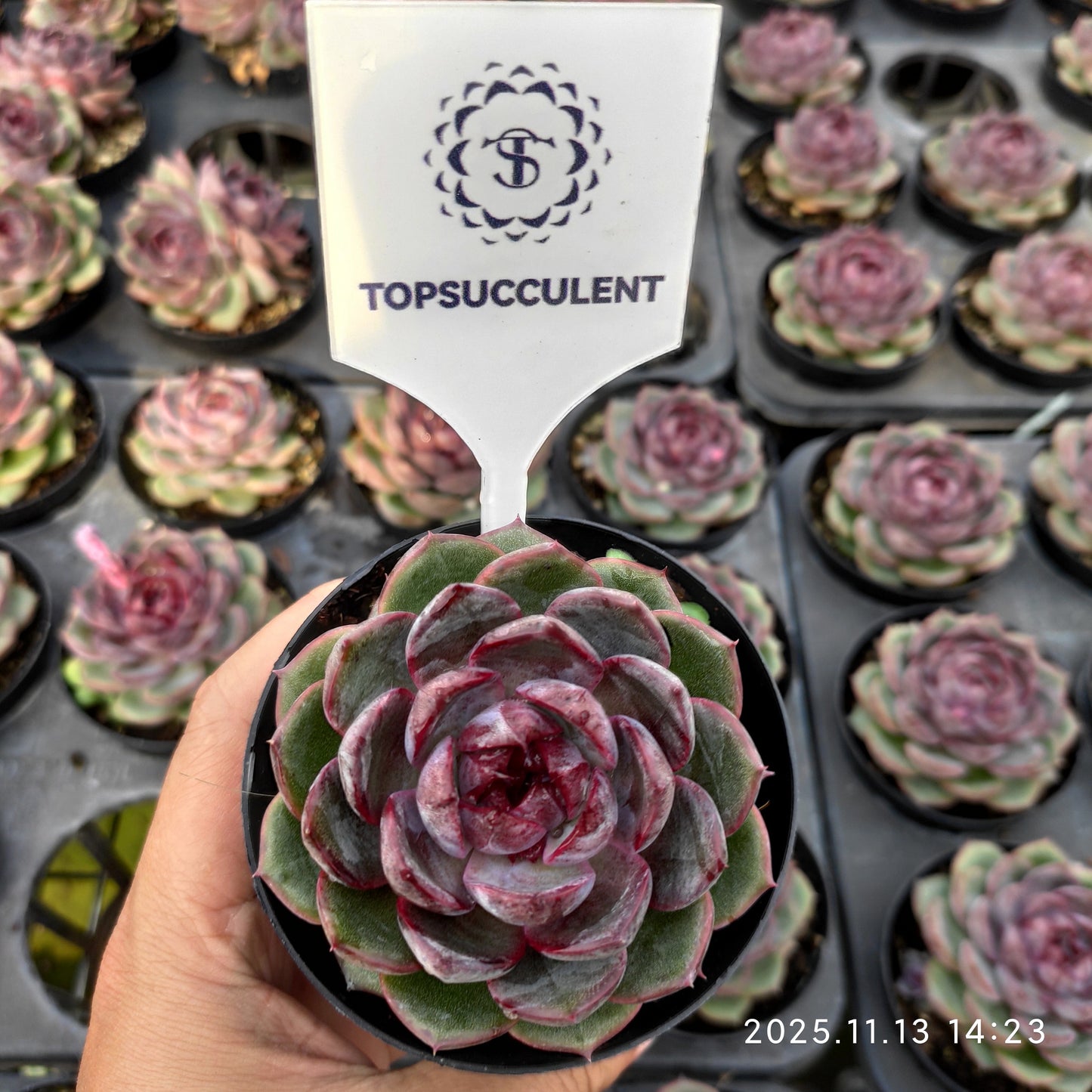 20056 Echeveria Cheese Blueberry (9cm pot size)