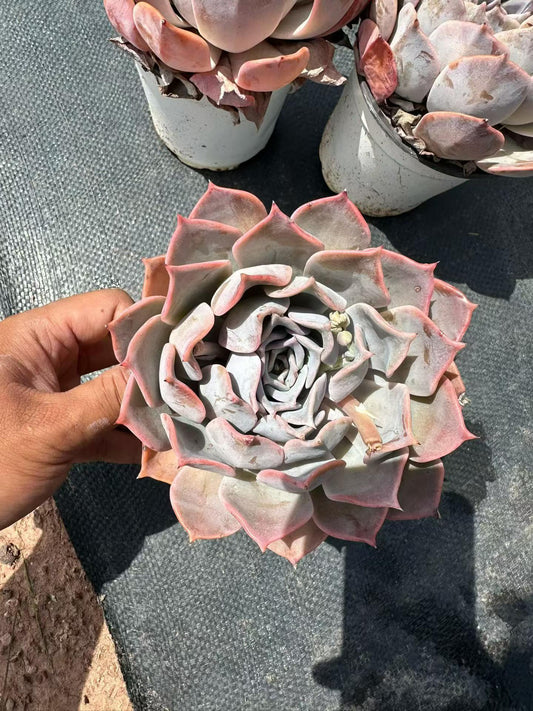 25709 Echeveria Lucina (12cm pot size)