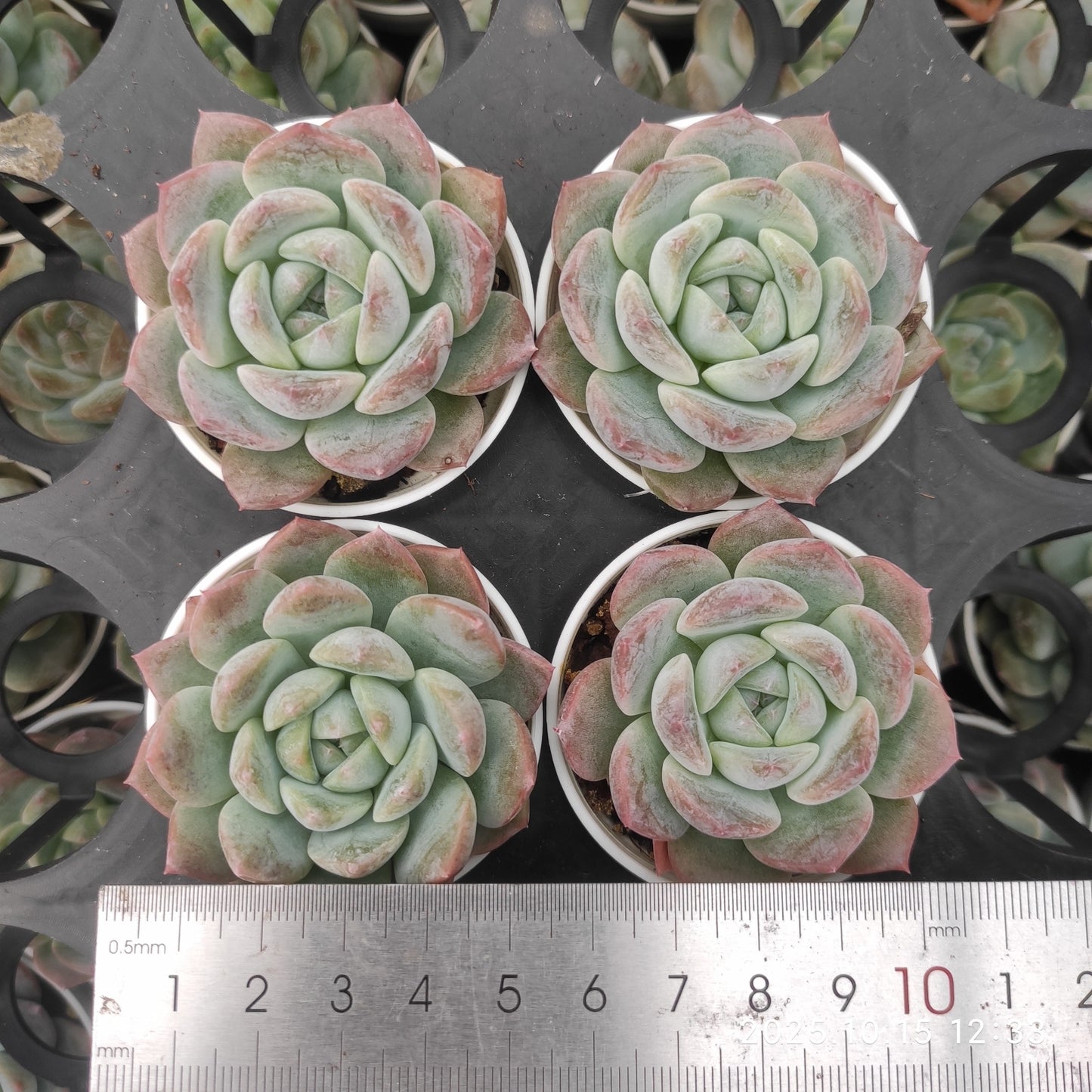 20645 Echeveria Frosting (5.5cm pot size)