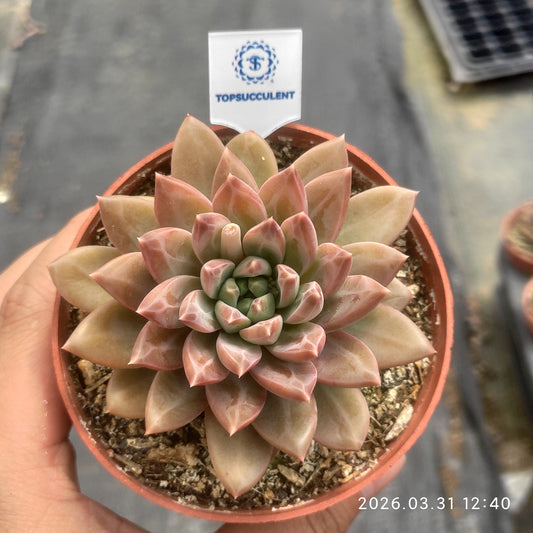 25544 Echeveria Shadow Beauty (9cm pot size)