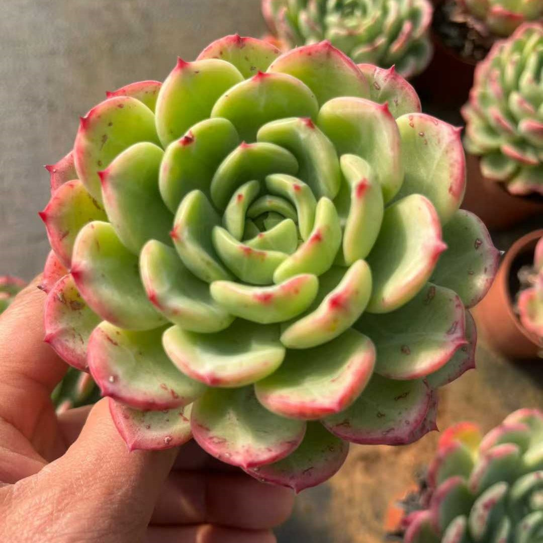 25311 Echeveria Shalmon (9cm pot size)