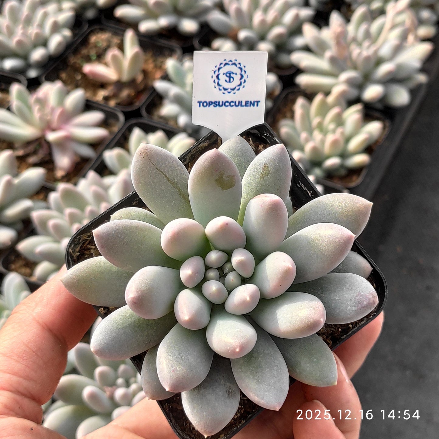 20171 Echeveria Sweet (7cm pot size)