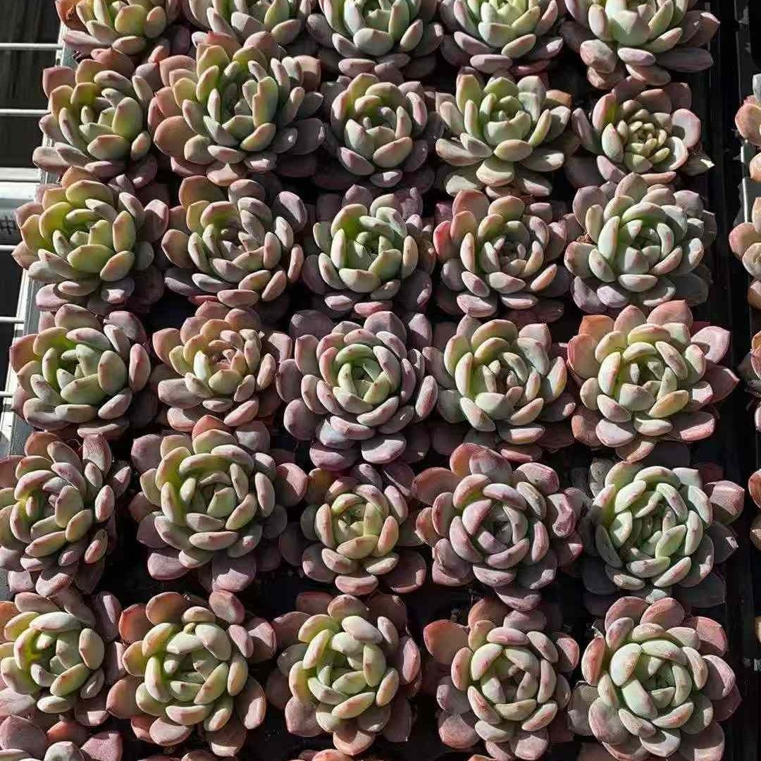 23589 Echeveria Star Mark (3cm pot size)