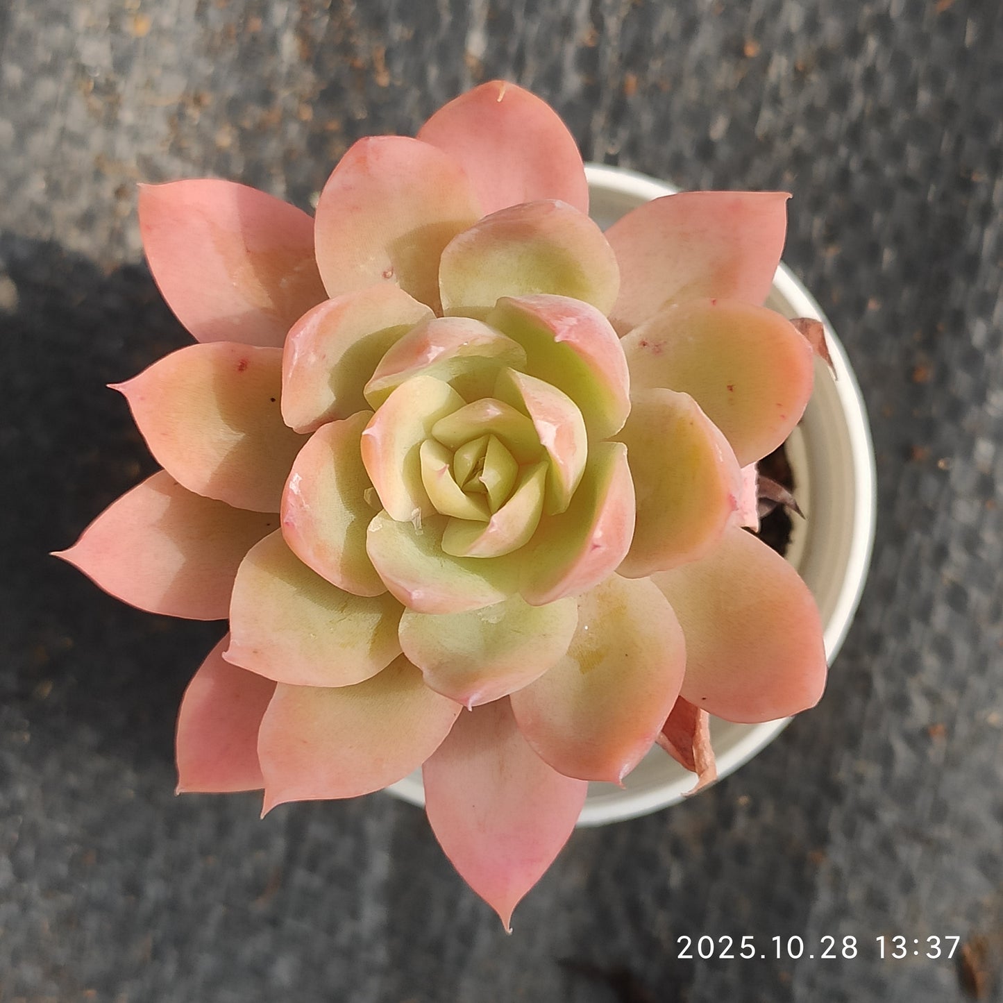 22203 Echeveria Red Crane (7cm pot size)