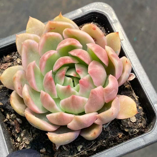 25368 Echeveria Crystal Lover Variegated (9cm pot size)