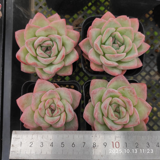 T0958 Echeveria Amabille (7cm pot size)