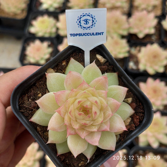 16198 Echeveria Emerald (5.5cm pot size)