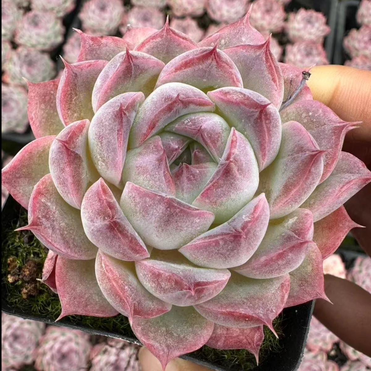 22999 Echeveria Sailor Moon (7cm pot size)
