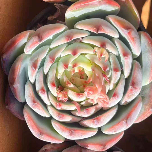 25054 Echeveria Chihuahuaensis (9cm pot size)