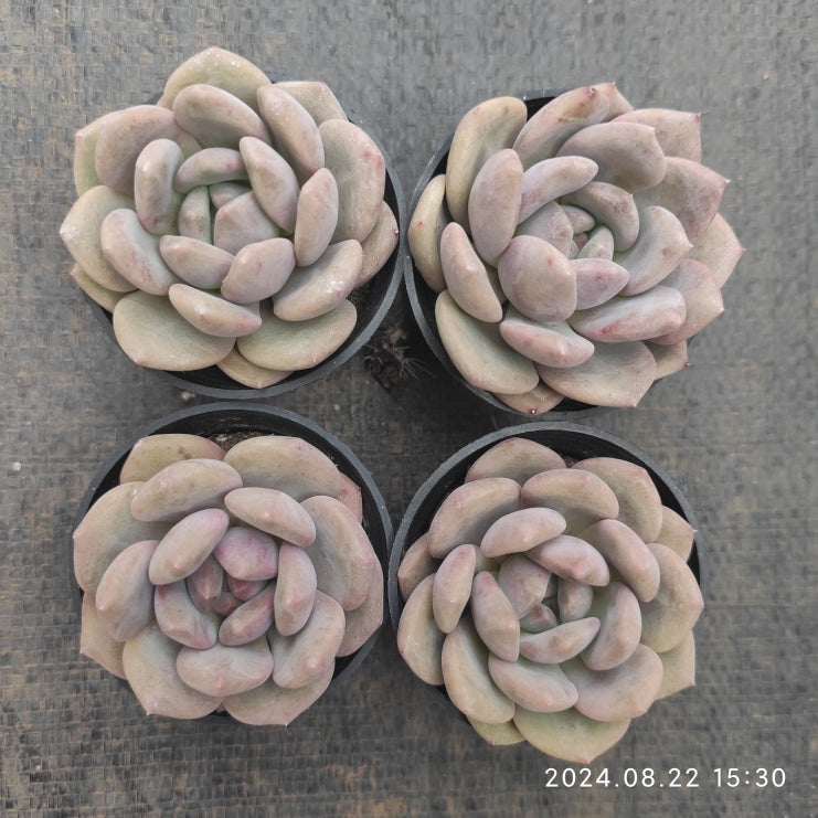 MMT323 Echeveria Ariel