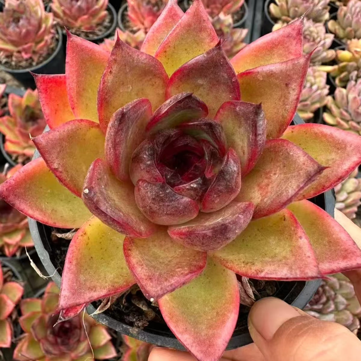 QNY203 Echeveria Black Cube(9cm pot size)