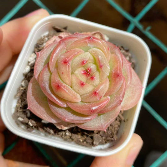 24834 Echeveria Sienna (5.5cm pot size)