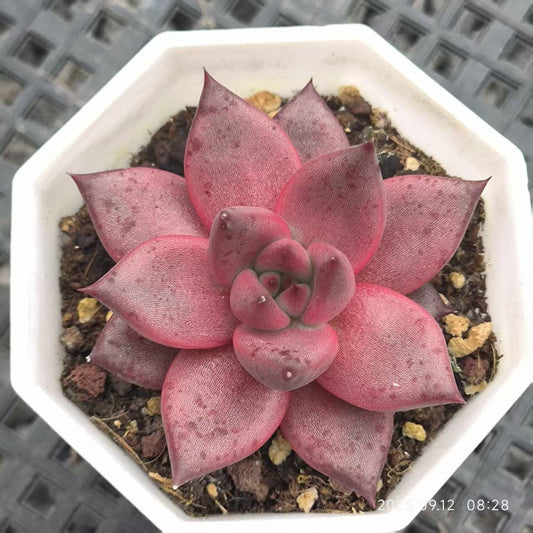 RDD330 Echeveria Romeo(6.5cm pot size)