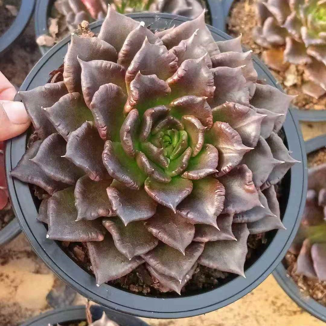25055 Echeveria Black Madiba (12cm pot size)
