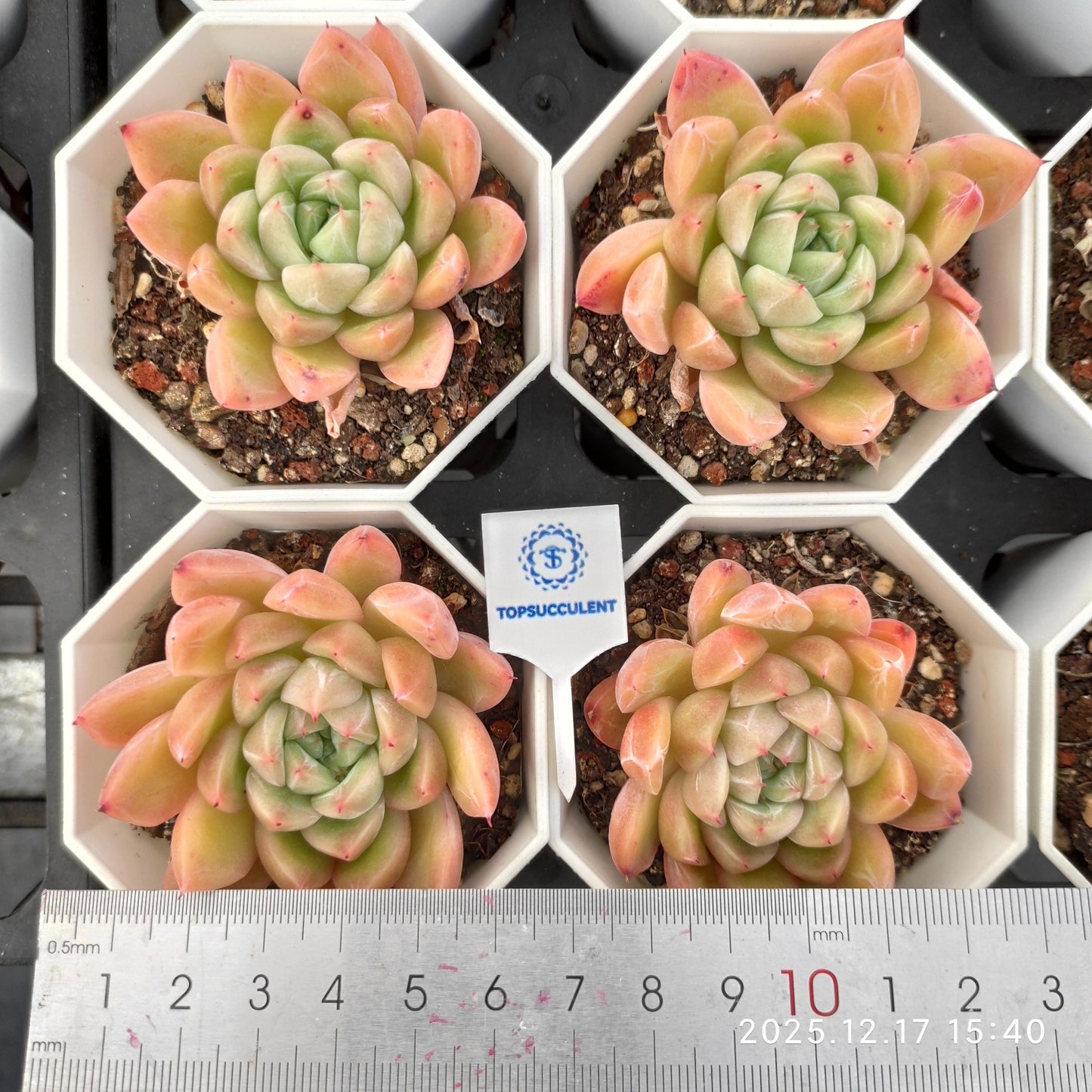 16414 Echeveria Malgan Hyb (7cm pot size)