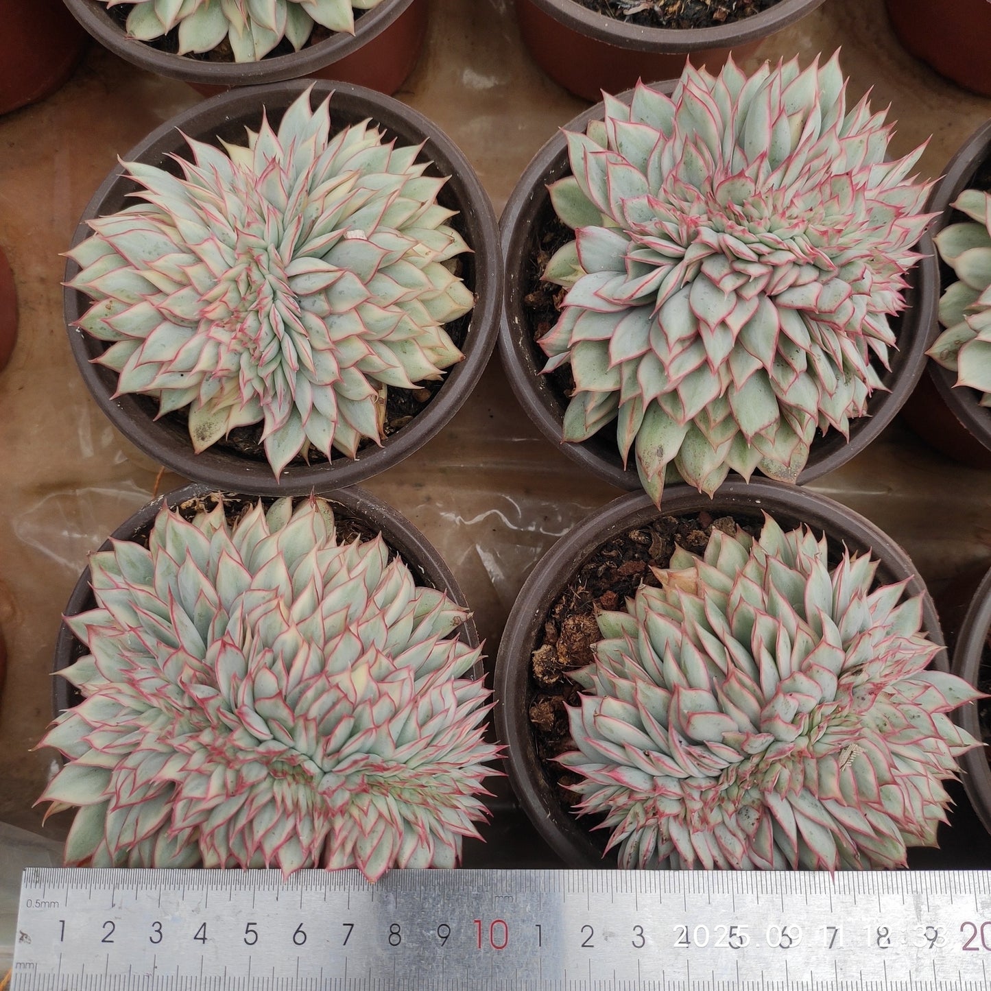 THH075 Echeveria Esther Variegated(12cm pot size)