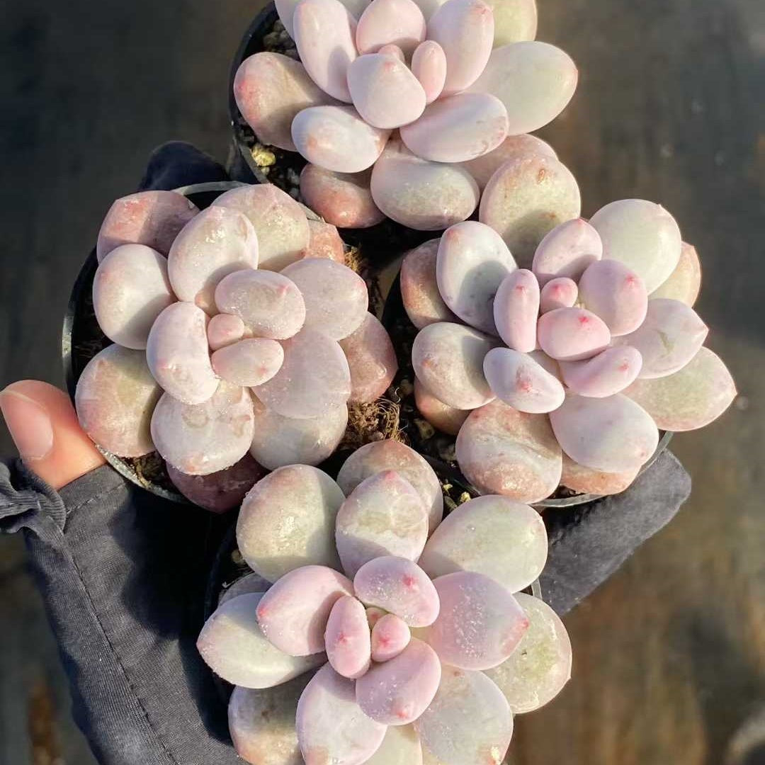 24845 Echeveria Milk Peach (5.5cm pot size)