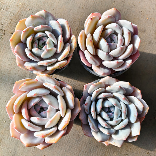 24792 Echeveria Sherry (9cm pot size)