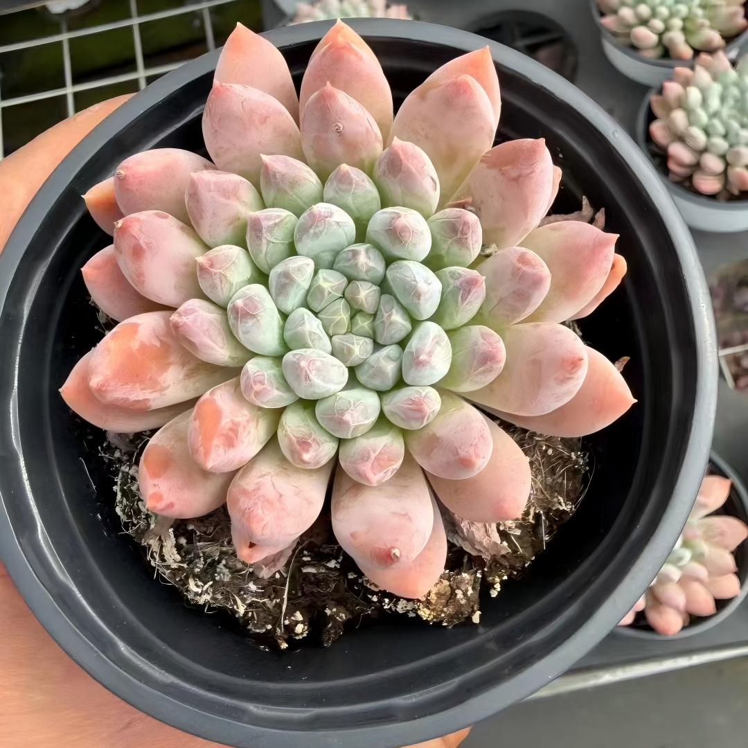 21855 Echeveria Phantom Beauty (9cm pot size)